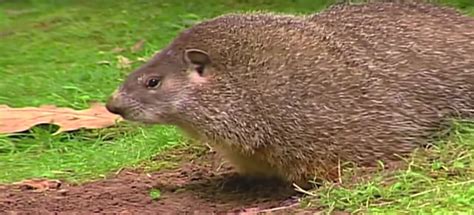 Information about Groundhogs, all you need to know about Marmota Monax | Nexles