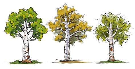 Premium Birch Tree Clipart & Vector Set Birch Tree Clip Art - Etsy ...