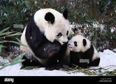 Baby Panda | Metro Wallpapers