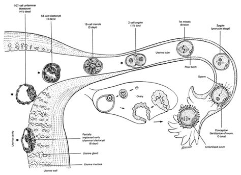 Human Fertilization and Embryogenesis - Online Biology Notes