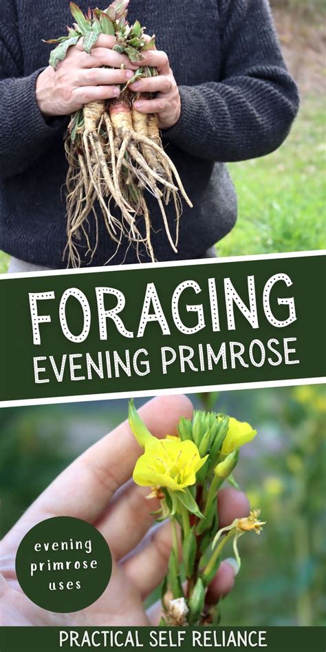 Identifying Evening Primrose (& Ways to Use It) | Medicinal wild plants ...