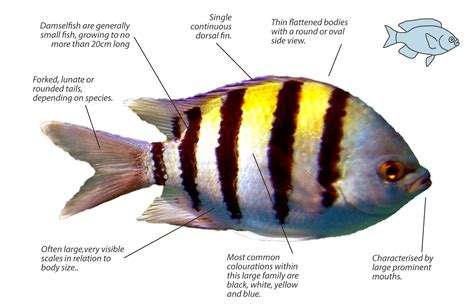 Damselfish Species