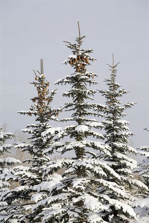 Snow Covered Evergreen Trees Calgary Photograph by Michael Interisano