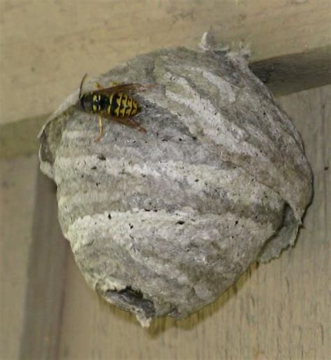 paper wasp nests | yellow wasps & nest - Dolichovespula arenaria - BugGuide.Net | PAPER ...