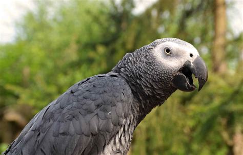 8 Top Large Parrots to Keep as Pets