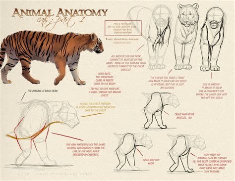 Animal Anatomy - Cats Part 1 by akeli.deviantart.com | Cat anatomy, Feline anatomy, Animal drawings