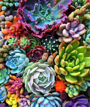 Solve Succulents jigsaw puzzle online with 42 pieces