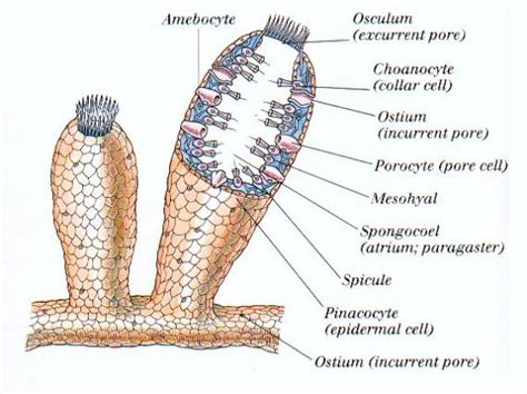 Euplectella aspergillum (Glass Sponge) - Cardiovascular System