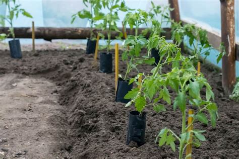 How Proper Tomato Plant Spacing Boosts Crop Health & Yields