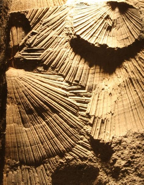 The Fossils Of The Dolomites - From Myth To Science