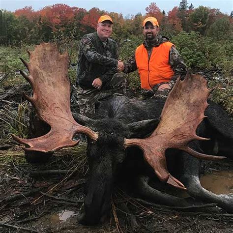 Moose Hunting in Maine with an Experience Guide