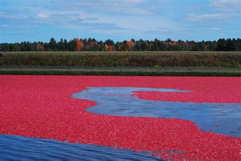 Cranberry Bog – Botany Thoughts – Medium