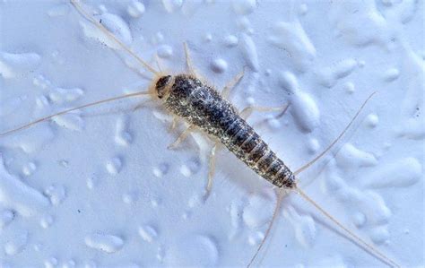 Signs Of A Silverfish Infestation In Your Lincoln Home