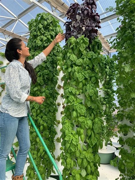 Crop Yield of a Tower Farm | Aeroponic Farm Crop Yields