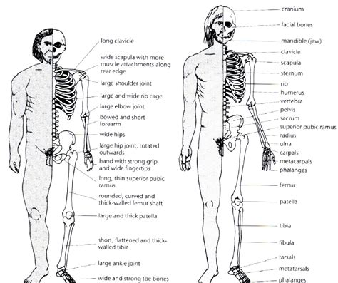 Homo vs Homo