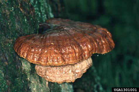 hemlock varnish shelf (Ganoderma tsugae)