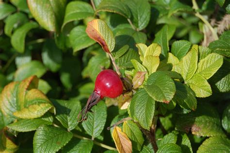 Rosa Rugosa rose hips | Christine Fournier | Flickr