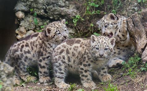 Fondos de Pantalla 1920x1201 Grandes felinos Cachorros Leopardo de las nieves Animalia descargar ...