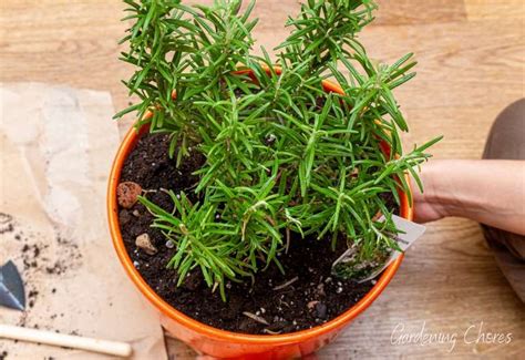 Everything You Need to Know About Growing Rosemary In Pots