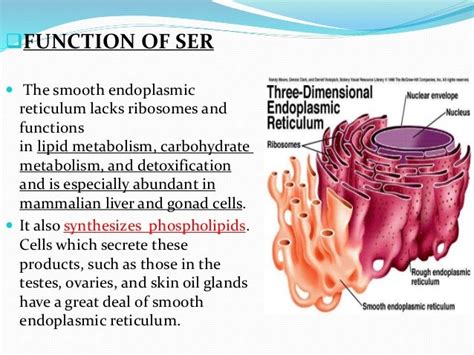 What Is The Function Of The Smooth Endoplasmic Reticulum