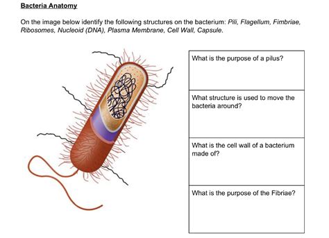 Solved Bacteria Anatomy On the image below identify the | Chegg.com