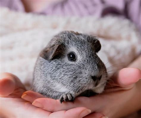 Rex Guinea Pig: Facts, Lifespan, Behavior & Care Guide - More Guinea Pigs