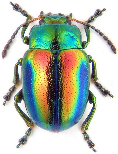 Iridescent creatures. | Beetle insect, Bugs and insects, Insects