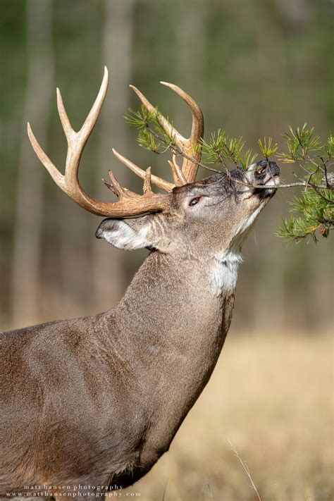 Professional Whitetail Deer Photography | Matt Hansen