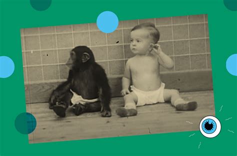 What scientists learned when they tried to raise a chimp with a human ...