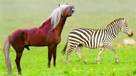 This Is What a Horse and Zebra Cross Breed Into - YouTube