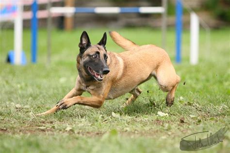 belgian shepherd malinois agility | Malinois dog, Belgian malinois dog ...