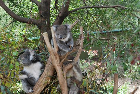 Dubbo Drop Bear Sanctuary | Atlas Obscura