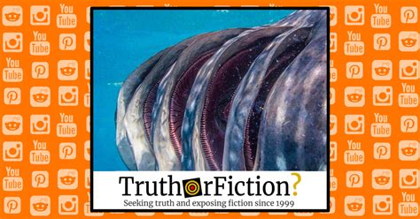 ‘Inside the Gills of a Whale Shark’ – Truth or Fiction?