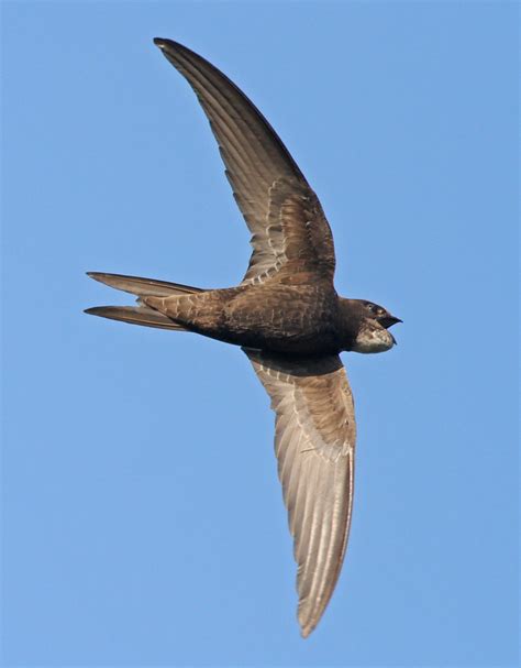 Help reverse the decline as swifts return to Britain - BirdGuides