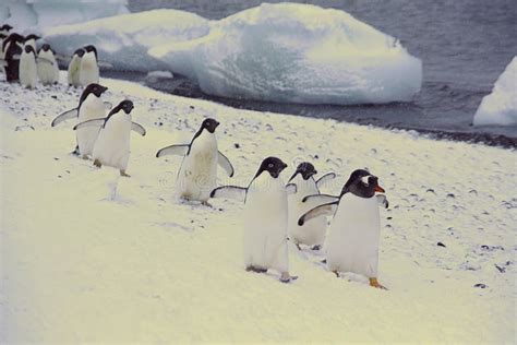 March of the Penguins stock image. Image of cold, arctic - 227369383