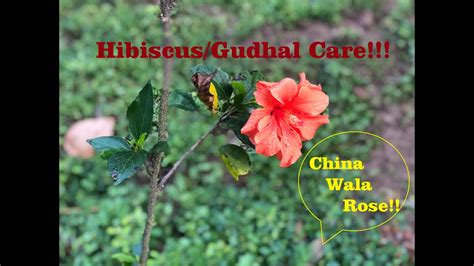 Hibiscus Plant Care/ Gudhal flower/China Rose Care/Hibiscus medicinal uses/How to Grow ...