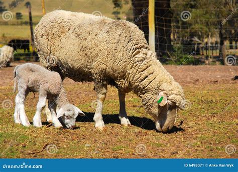 Wool sheep and lamb stock image. Image of ground, grazing - 6498071