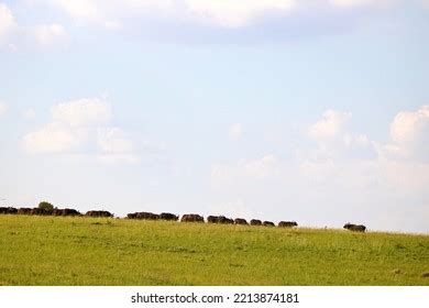 African Cape Buffalo Herd South Africa Stock Photo 2213874181 ...