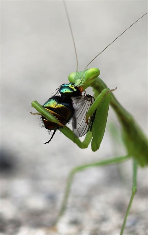 African Mantis Care Sheet - Learn About Nature