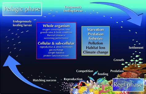 Schematic life cycle of a model coral reef fish (e.g. Pomacentridae ...