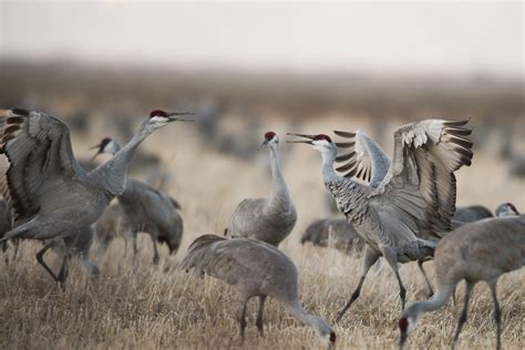 9 Places You’re Sure to Spot Wildlife in Colorado | Explore colorado, Colorado, Wildlife