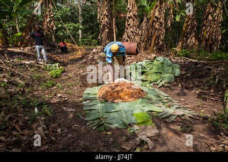 Cocoa beans drying, Ghana Stock Photo - Alamy