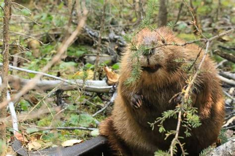 What Do Beavers Use Their Tails For? (Explained) – Floofmania