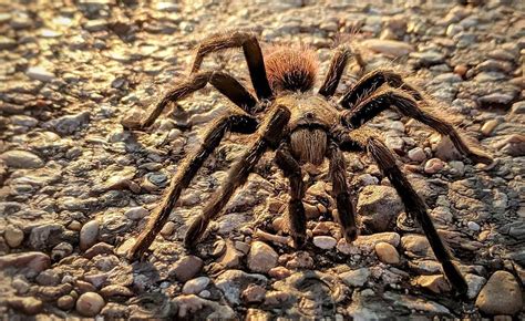 Texas Brown Tarantula Mating Season Happens in 5, 4, 3…