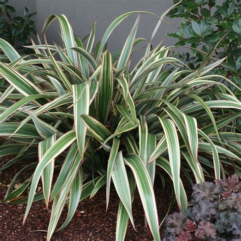 Phormium Tri-Color: A Stunning Focal Point for Your Coastal Garden