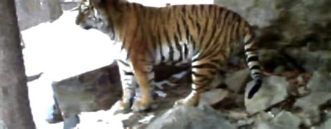 A tiger and a leopard compete in rock-climbing in Russia's Primorye ...