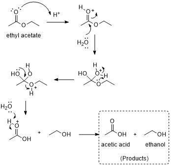 Show the chemical reaction for the hydrolysis of the ester, ethyl ...