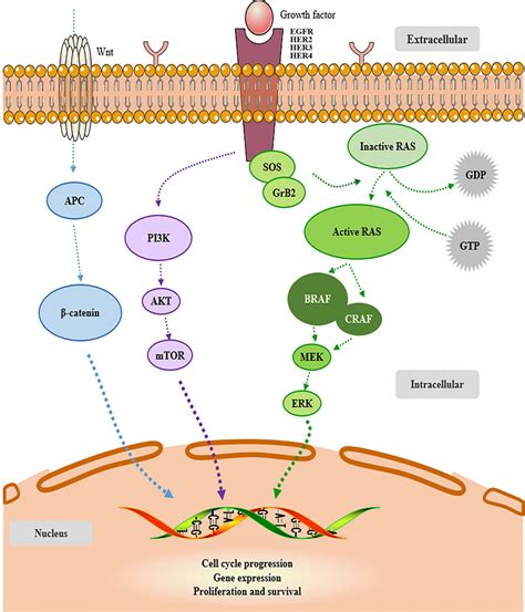 Overview of EGFR–RAS–RAF–MEK–MAPK pathway, a cellular signaling pathway ...