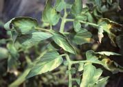 Tomato Diseases: Verticillium Wilt | garden | Tomato leaves curling, Common garden plants ...