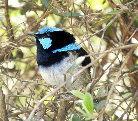 3440x1440px | free download | HD wallpaper: blue wren, australian birds ...